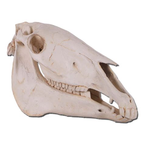 Horse Skull Natural Sculptures Natureworks