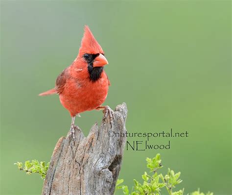 Male Northern Cardinal By Nancy Elwood Focusing On Wildlife