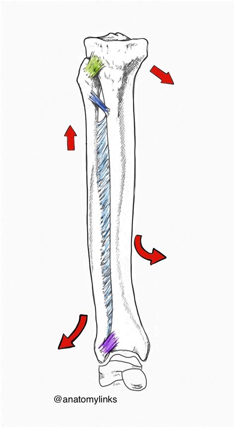 Interosseous Membrane Forearm And Leg Dr Justin Dean