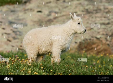 Mountain Goat Babies Stock Photo Alamy