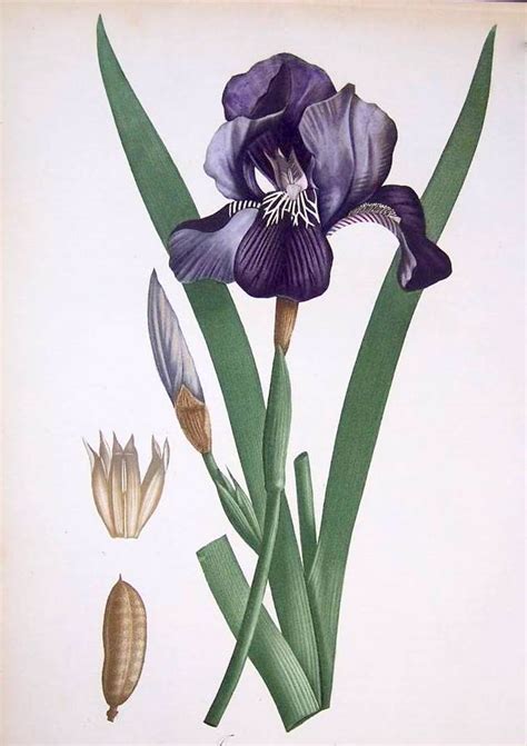 Bumble Button Irrisistable Iris18th Century Botanical Printsearly