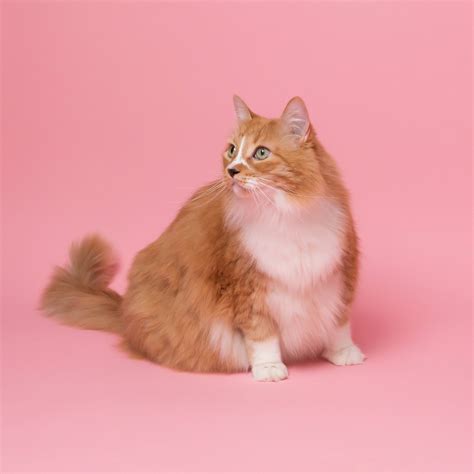 Download Fat Aesthetic Cat In Pink Wallpaper
