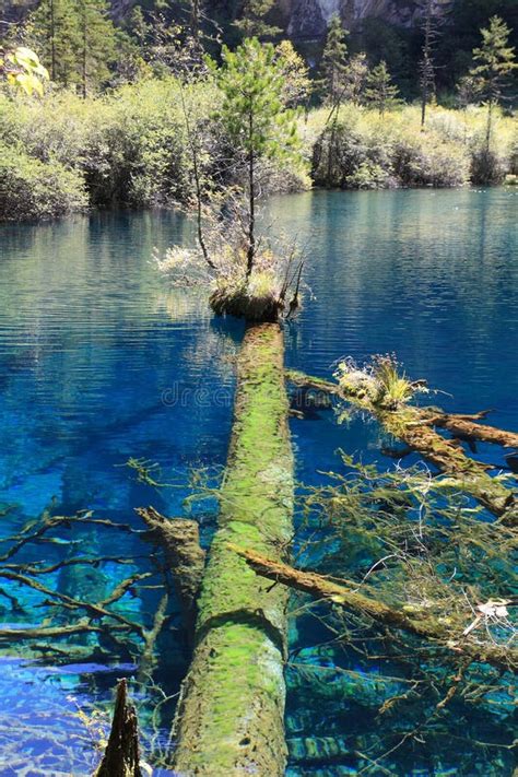 Colorful Lake In Jiuzhaigou National Park Stock Photo Image Of Blue