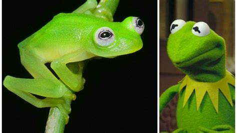 Newly Discovered Frog Has Translucent Skin Looks Like Kermit