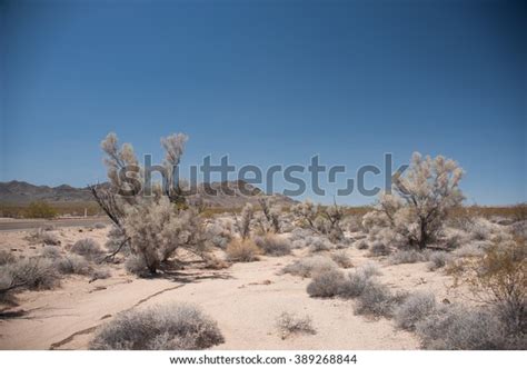 Mohave Desert Vegetation Near Route 66 Stock Photo 389268844 Shutterstock