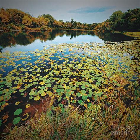Lily Pad Pond Photograph By Dave Cotton