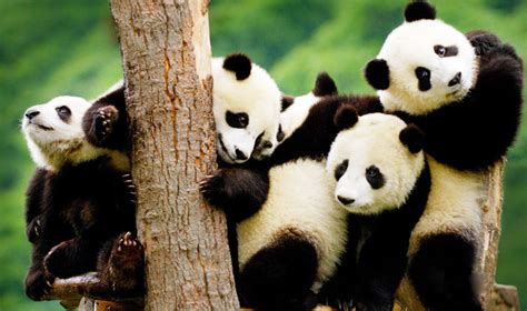 Sichuan Giant Panda Sanctuaries Giant Panda In Sichuan