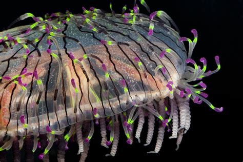 Beautiful Bioluminescent Creatures Light Up The Deep Ocean Weird Sea