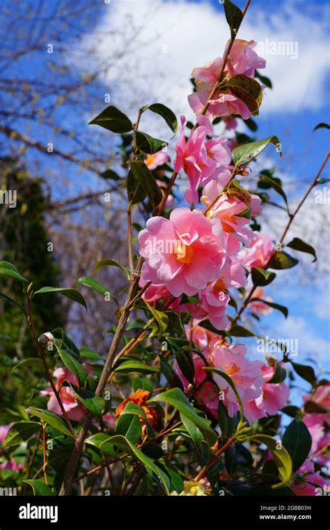A Pink Icicle Camellia Japonica Flower In Bloom On The Tree Stock Photo