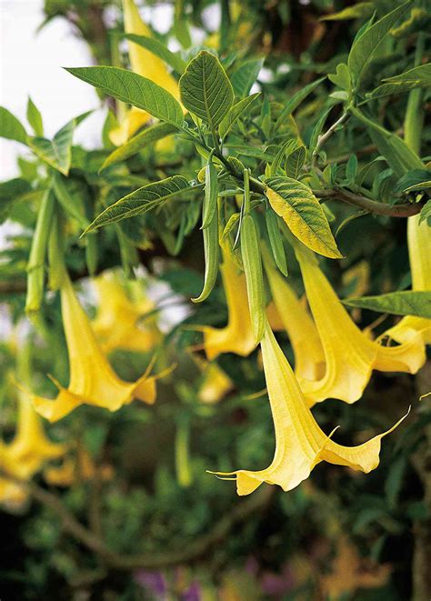 Angels Trumpet Better Homes And Gardens