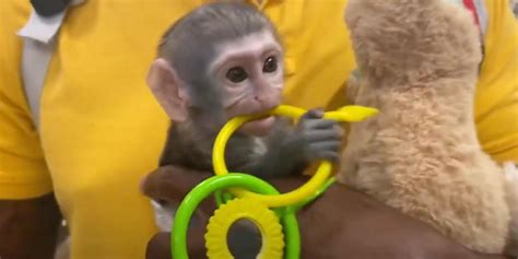 Move Over Dancers This Baby Monkey Is The New Tiktok Star