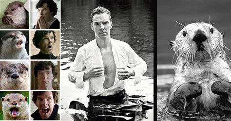 15 Benedict Cumberbatch Otter Memes You Forgot Existed That Will Make
