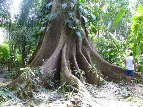 Gringaticacostarica The Magnificent Ceiba Tree