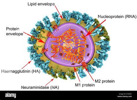 3d Illustration Of Influenza Virus Particle Structure The Virus