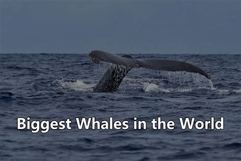 Top 19 Biggest Whales In The World Ranked 2023 Updated