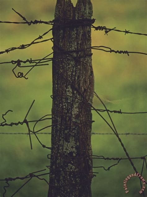 Barbed Wire Painting At Explore Collection Of