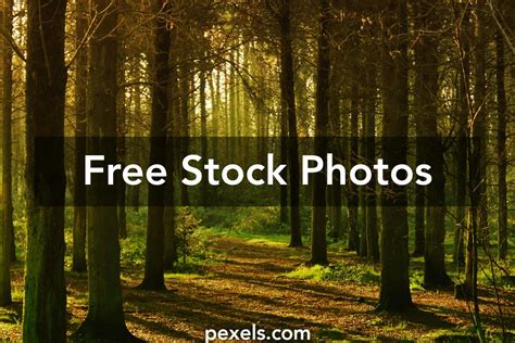 1000 Interesting Forest Floor Photos Pexels · Free Stock Photos