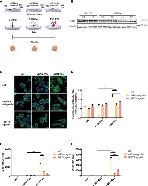 frontiers extracellular vesicle associated microrna 30b 5p activates macrophages through the