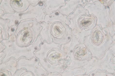 Leaf Epidermis Stomata Under Microscope Stock Photo Image Of Botany