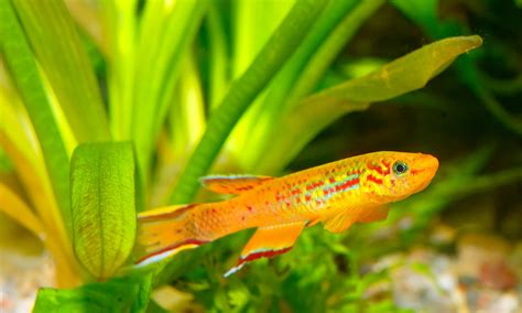 Top 15 Small Freshwater Fish For Smaller Aquariums