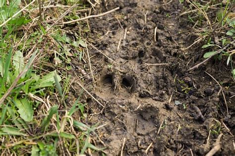 Deer Footprint In The Mud Stock Photo Download Image Now Istock