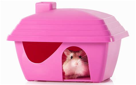 Best Hamster Houses Hideaways And Caves Squeaks And Nibbles