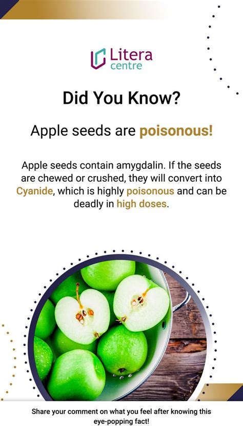 Did You Know Apple Seeds Are Poisonous Apple Seeds Apple Amygdalin