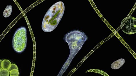 Exploring How Single Celled Organisms Obtain Food And Survive Organic
