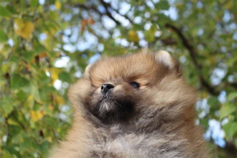 A teacup pomeranian does not exist! » Precious Micro Teacup Pomeranian Puppies For Adoption,