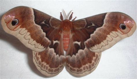The Promethea Moth