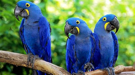 Blue Macaw Bird Song Bird Call Video Dailymotion