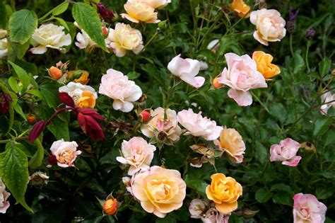 The Gardens Of Petersonville Amber Flower Carpet Rose