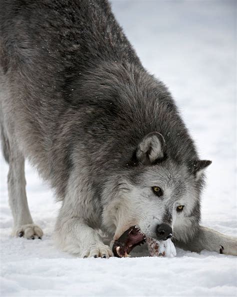 Grey Wolf Eating Stock Photos Pictures And Royalty Free Images Istock