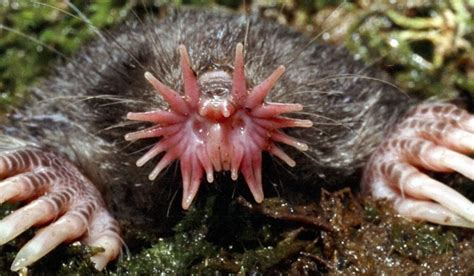 20 Of The Ugliest Animals On Earth