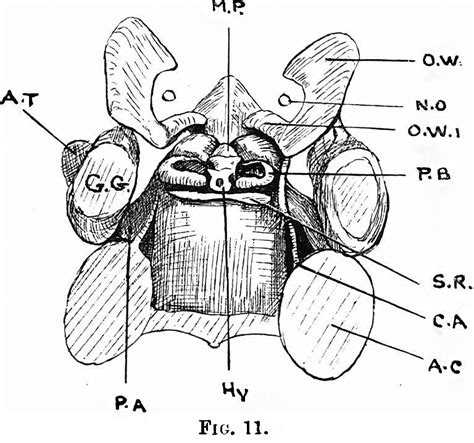 Paper Notes On The Development Of The Human Sphenoid 1910 Embryology