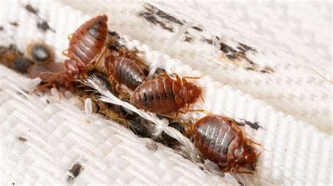 Bedbugs Signs