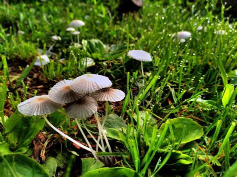 Morning Dew Drops On Mushrooms Stock Photo Image Of Mushrooms