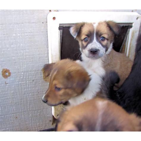 There have long been limits on contributions to parties. Lovable Border Collie Puppies for Sale in Orchard City, Colorado - Puppies for Sale Near Me