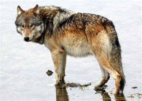 Wyoming Wildlife Official Says Wolves Unlikely To Thrive Outside State