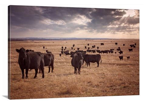 Black Angus Cattle Canvas Wall Art Angus Cow Photo Cow Etsy Cow