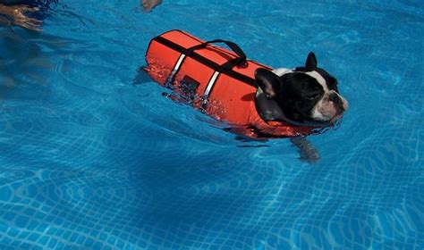 They are extremely loyal dogs that would do the frenchie is a lovable and adaptable dog that would do well in any home as long as there is more meet the french bulldog. Can French Bulldogs Swim? - French Bulldogs in Water