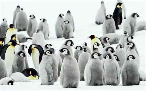 Group Of Penguins In The Snow All Best Desktop Wallpapers