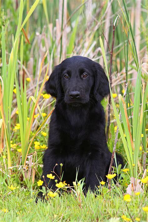 Black Flat Coated Retriever Puppy Sitting In Reed Photograph By Dog Photos