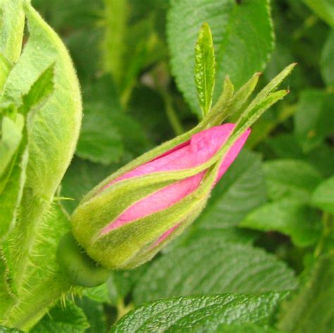 Filerosa Pomifera Wolley Dods Rose Desc Flower Bud