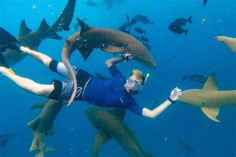 Sharks In Maldives Types Season Swimming Attacks And Safety