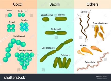 Rodzaje bakterii Bakterie różne formy bakterii wektor stockowy bez