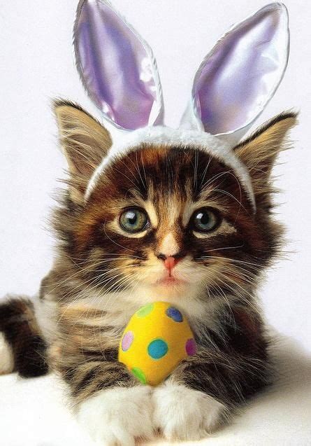 Cats are amazing, i love them all! Cat with Rabbit Ears, so cute. | Easter cats, Easter pets ...