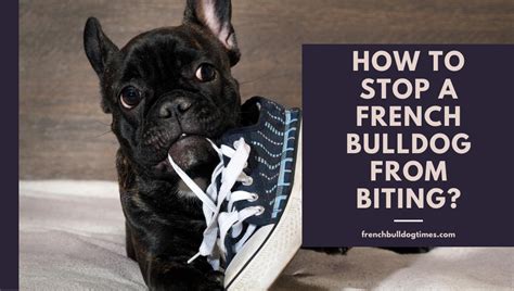 How Do You Stop A French Bulldog Puppy From Biting