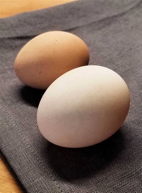 12 Reasons Why Duck Eggs Are Better Than Chicken Eggs