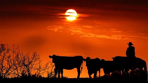 Sunset Cow Farm Free Photo On Pixabay